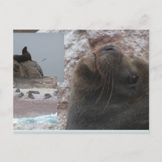 Seals Close up Peru Collage DIY Postcard シーズンポストカード