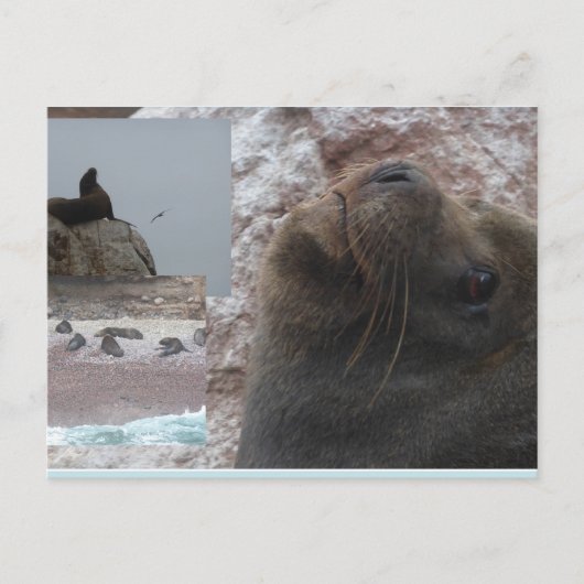 Seals Close up Peru Collage DIY Postcard シーズンポストカード (正面)