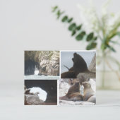 Seals Peru Collage DIY Postcard シーズンポストカード (スタンド正面)