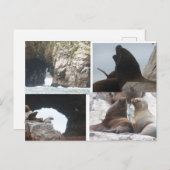 Seals Peru Collage DIY Postcard シーズンポストカード (正面/裏面)