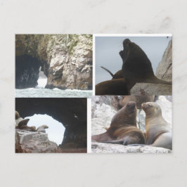 Seals Peru Collage DIY Postcard シーズンポストカード