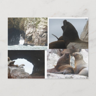 Seals Peru Collage DIY Postcard シーズンポストカード
