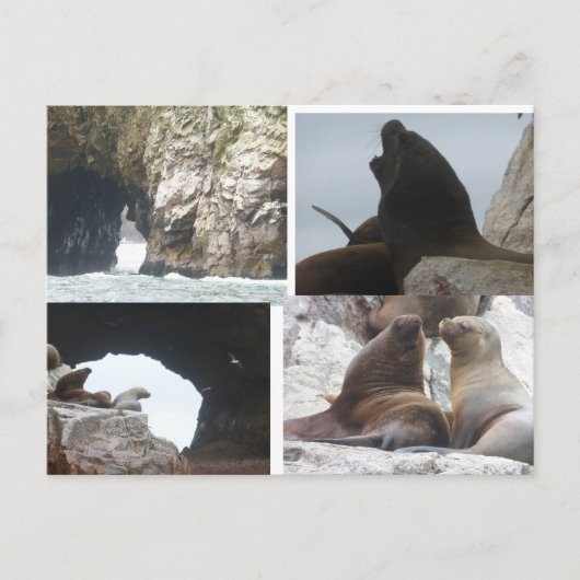 Seals Peru Collage DIY Postcard シーズンポストカード (正面)