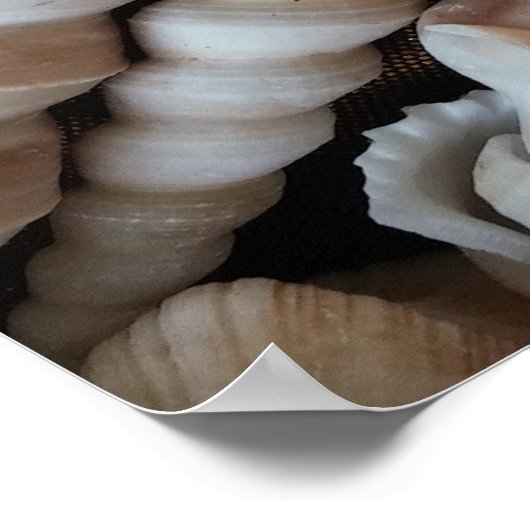 Seashellsコレクション,ポスター,自然,夏ビーチ ポスター (角)