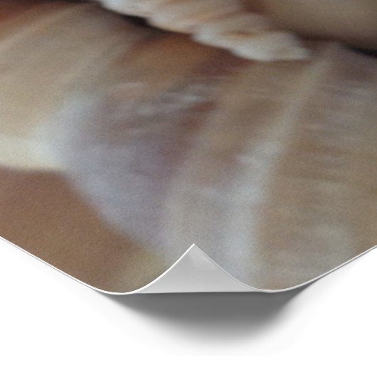 Seashellsコレクション,ポスター,自然,夏ビーチ ポスター (角)