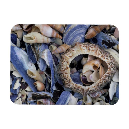 Seashells，ケープタウン，ウエスタンケープ マグネット (横)