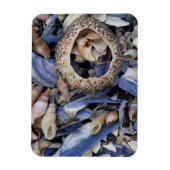 Seashells，ケープタウン，ウエスタンケープ マグネット (縦)