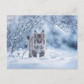 Seasons Greeting Holiday Bobcat Snow シーズンポストカード (正面)
