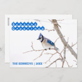 Season's Greetings - Blue Jay's 食べ物を与え in Snow シーズンカード (正面/裏面)