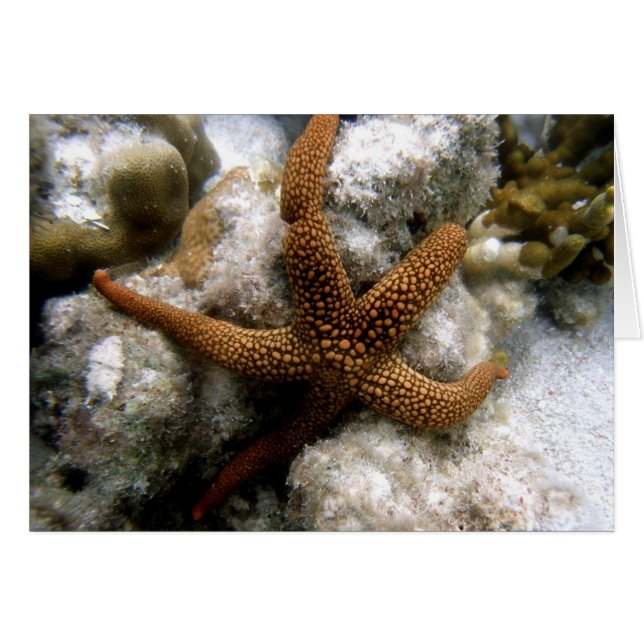 Seastar (正面横)