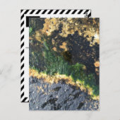 seawall seaweed maine ポストカード (正面/裏面)