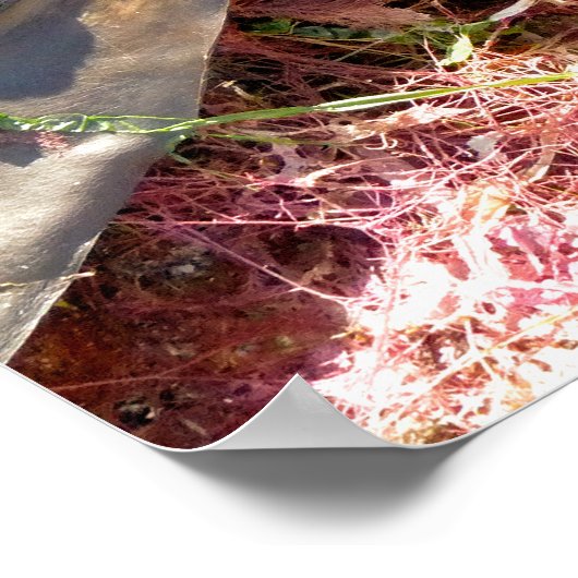 SEAWEED ポスター (角)