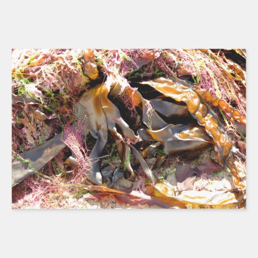 SEAWEED ラッピングペーパーシート (正面)