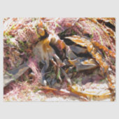 SEAWEED 薄葉紙 (正面)