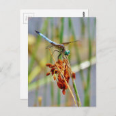 Sedgeの草およびトンボ ポストカード (正面/裏面)
