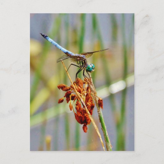 Sedgeの草およびトンボ ポストカード (正面)