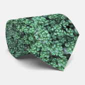 Sedum緑のDasyphyllumのSucculent ネクタイ (ロール)