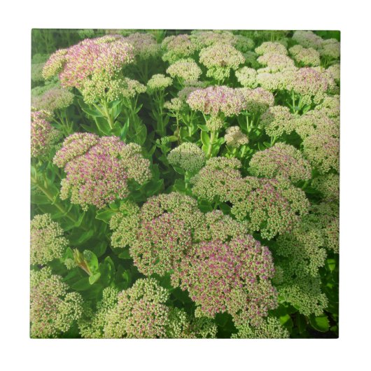 Sedum "秋喜び" タイル (正面)