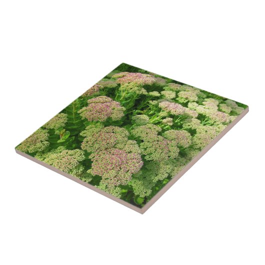 Sedum "秋喜び" タイル (側面)