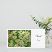 Sedum "Autumn Joy" – ありがとう サンキューカード (スタンド正面)