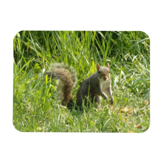 See You Squirrelフレキシブル磁石 マグネット (横)