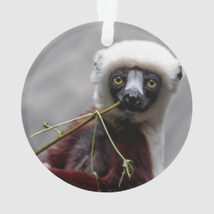 SefakaのLemurの野性生物動物の写真 オーナメント
