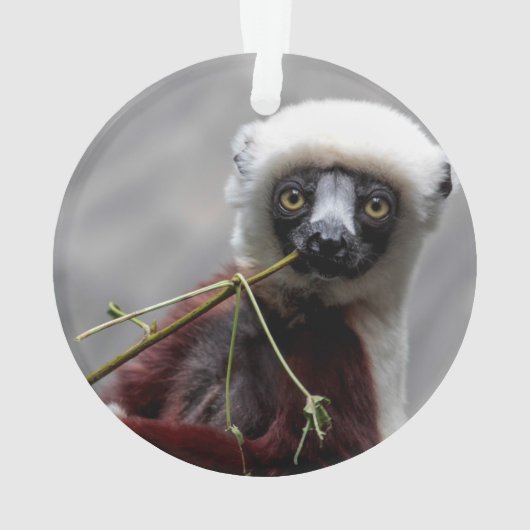 SefakaのLemurの野性生物動物の写真 オーナメント (裏面)