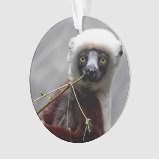 SefakaのLemurの野性生物動物の写真 オーナメント (正面)