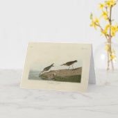 Semipalmated Sandpiper、Audubon's Birds of America カード (黄色い花)