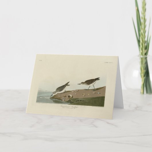 Semipalmated Sandpiper、Audubon's Birds of America カード (正面)