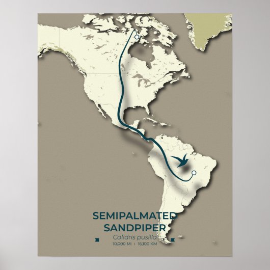 Semipalmated Sandpiper Migration Map – Minimalist  ポスター (正面)