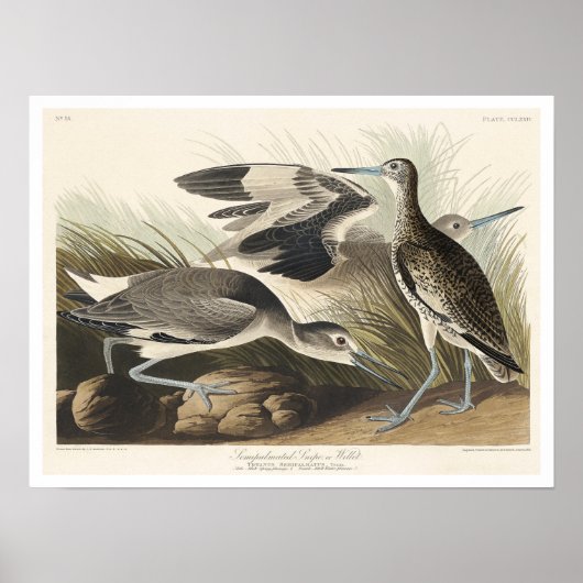 Semipalmated Snipe or Willet by Audubon Poster ポスター (正面)