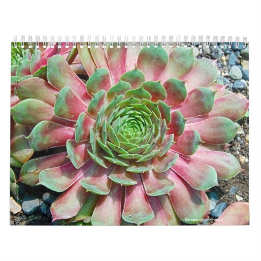 SempervivumおよびJovibarba カレンダー (カバー)