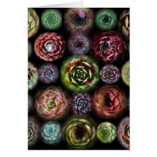 Sempervivumカード
