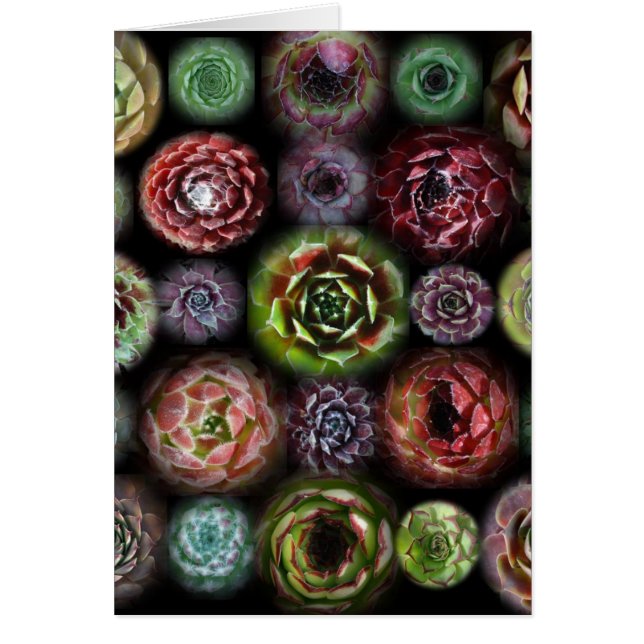 Sempervivumカード (正面)