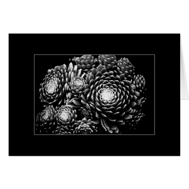 Sempervivum (正面横)