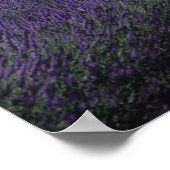 Senanque Abbey, Gordes, Vaucluse, Provence, 2 ポスター (角)