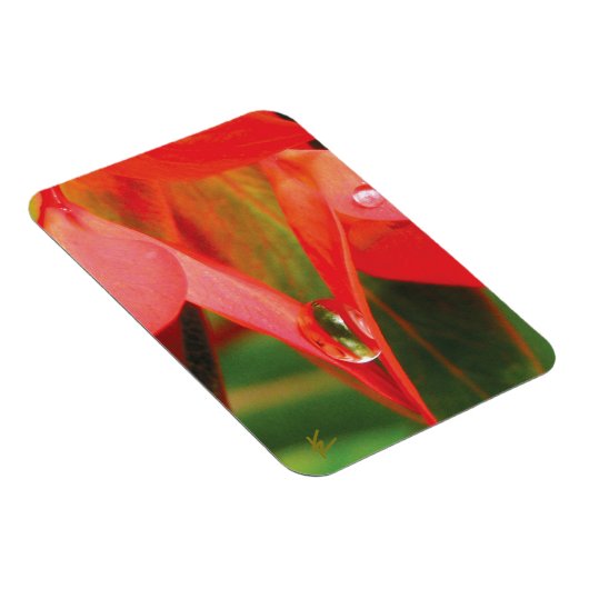 Sensual, Red Petals with Dew, Sexy Flower マグネット (右側)