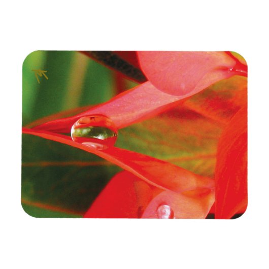 Sensual, Red Petals with Dew, Sexy Flower マグネット (横)
