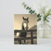 Sepia Tone Horse ポストカード (スタンド正面)
