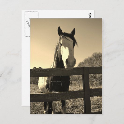Sepia Tone Horse ポストカード (正面/裏面)
