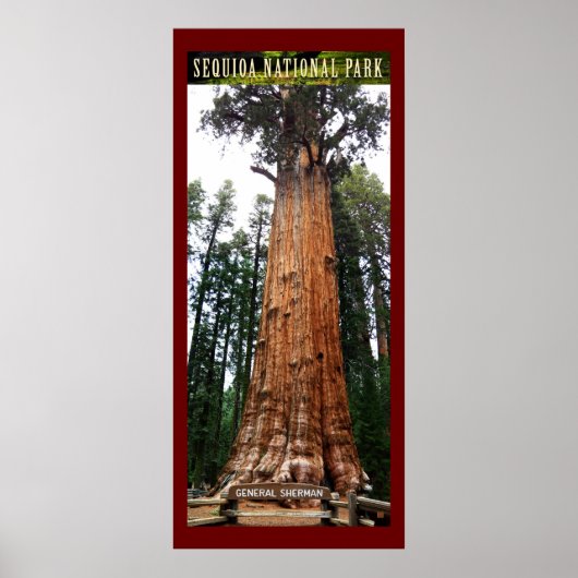 SEQUOIA NAT'L PARK-California-General Sherman- ポスター (正面)