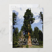 Sequoia Tree against Blue Sky, Sequoia NP ポストカード (正面/裏面)