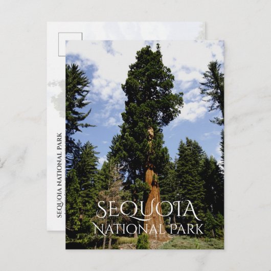Sequoia Tree against Blue Sky, Sequoia NP ポストカード (正面/裏面)