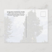 Sequoia Tree against Blue Sky, Sequoia NP ポストカード (裏面)