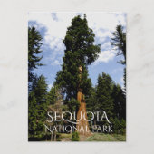 Sequoia Tree against Blue Sky, Sequoia NP ポストカード (正面)