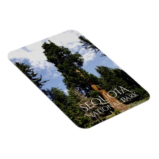 Sequoia Tree against Blue Sky, Sequoia NP マグネット (右側)