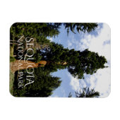 Sequoia Tree against Blue Sky, Sequoia NP マグネット (横)