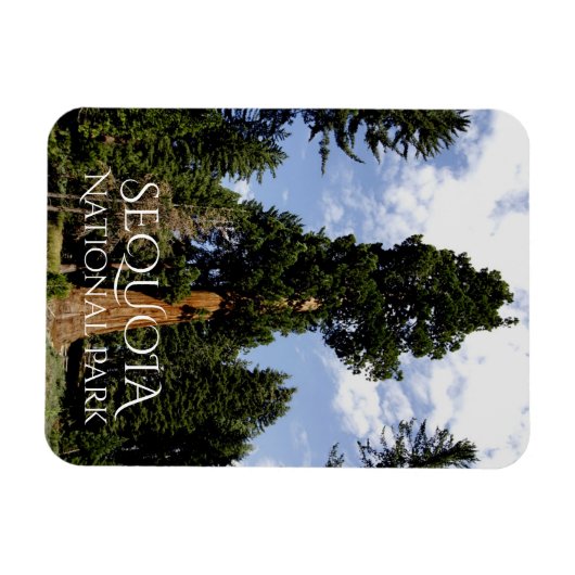 Sequoia Tree against Blue Sky, Sequoia NP マグネット (横)