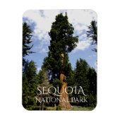 Sequoia Tree against Blue Sky, Sequoia NP マグネット (縦)